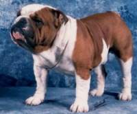 bulldog ou bouledogue anglais : Xenbull van Ammbern